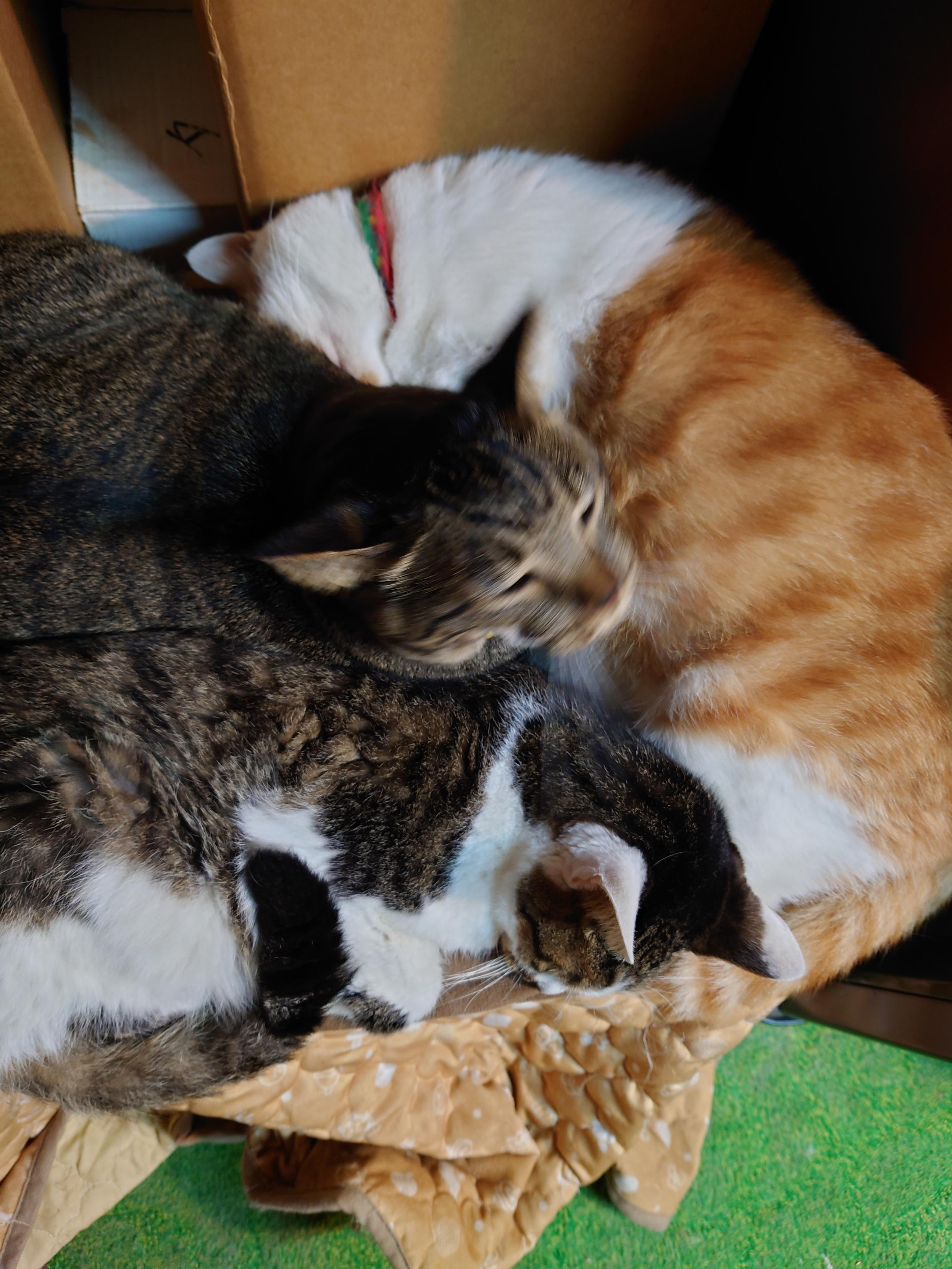 先住猫2匹とキジトラ猫