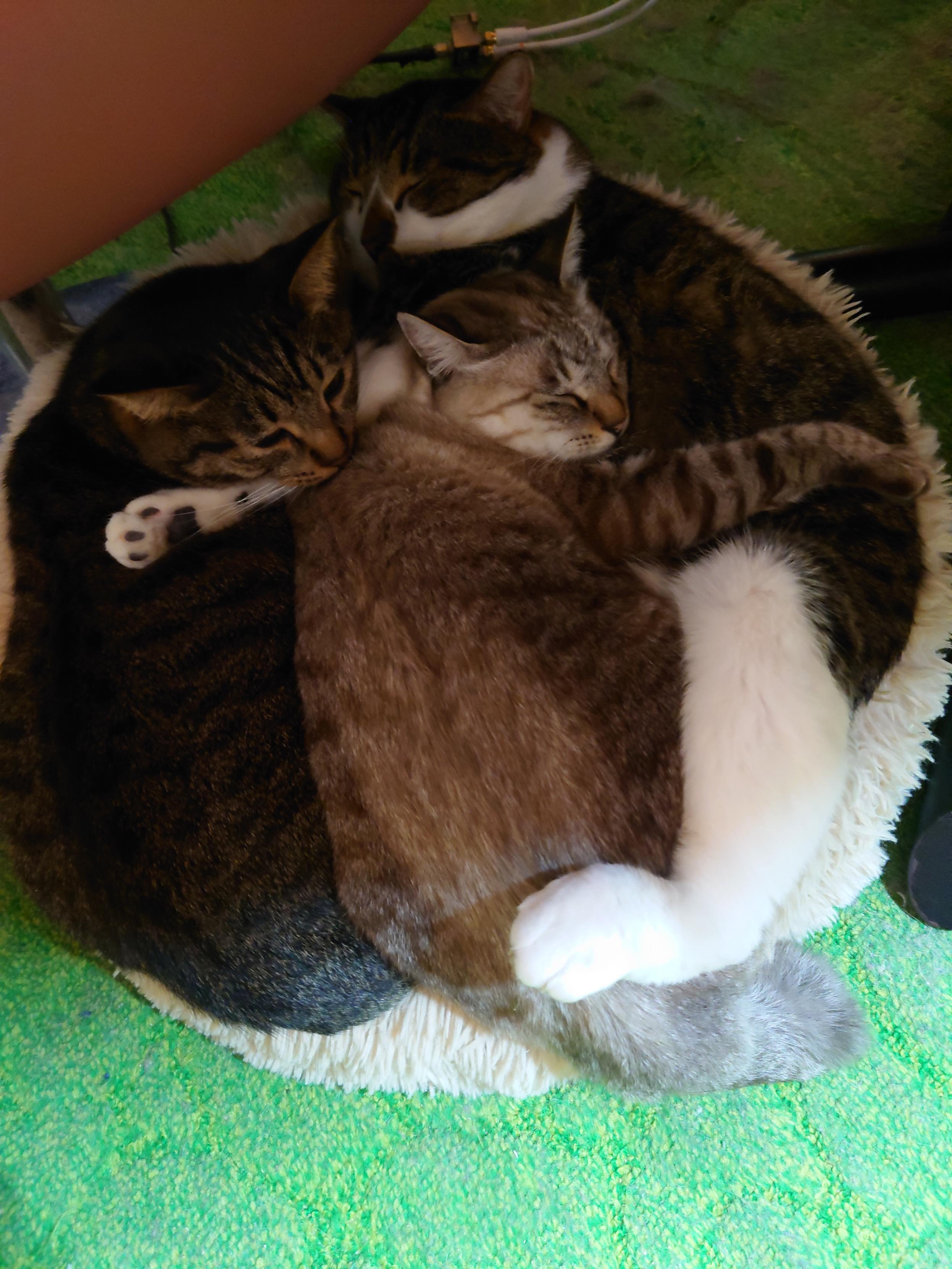 クッションに無理矢理入っている3匹の猫たち 青目猫、キジトラ猫、でっかいキジ白猫