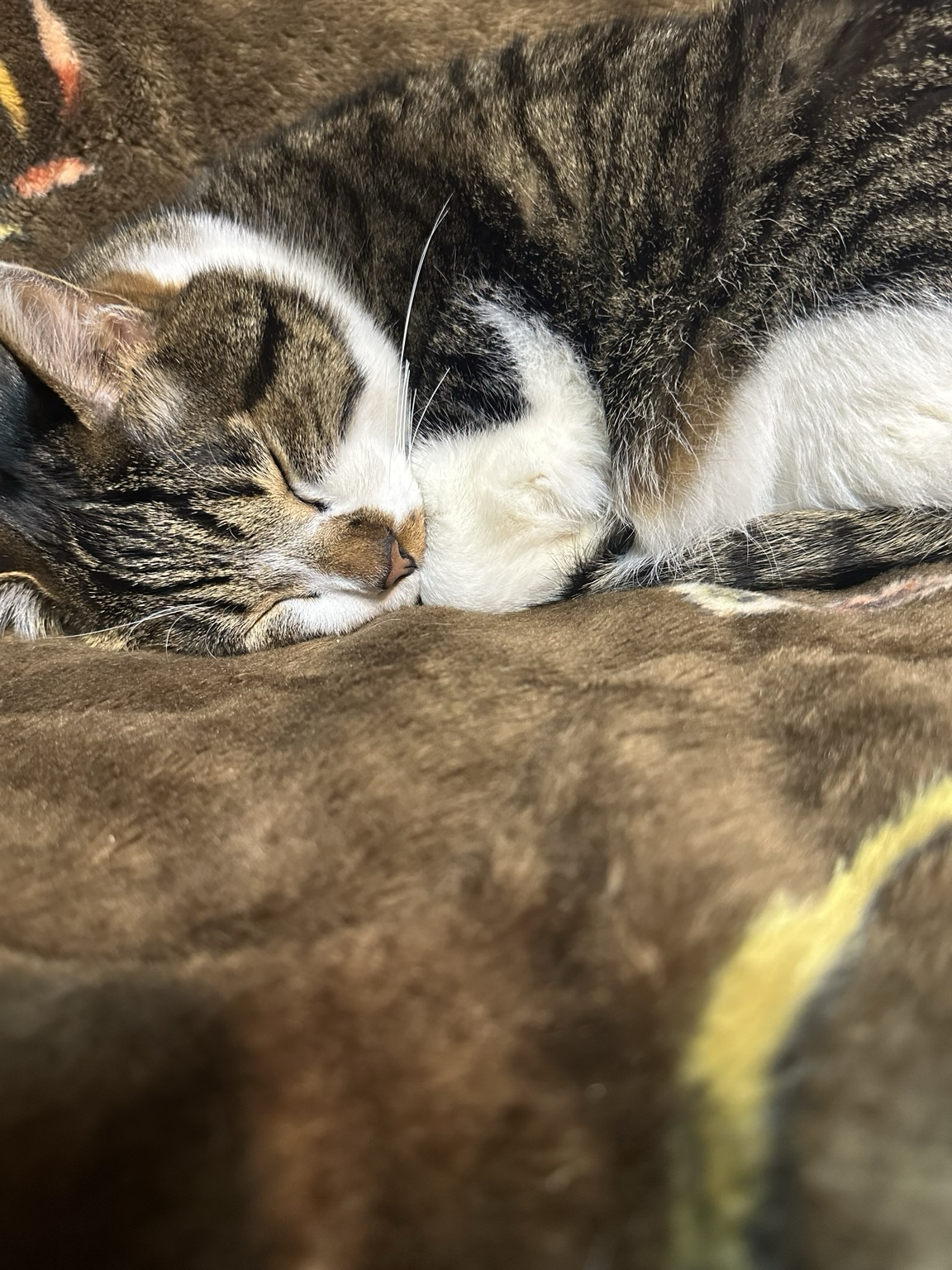 ソファの上で眠るでっかいキジ白猫